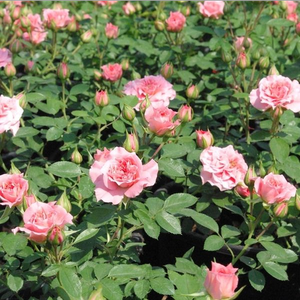 Розовая - Миниатюрные розы лилипуты 
